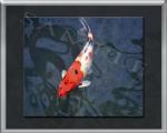 koi karper schilderij
